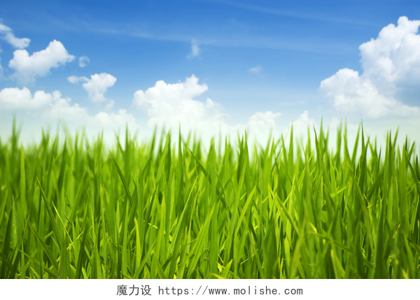 阳光明媚的天空下的青草翠绿的草地和天空